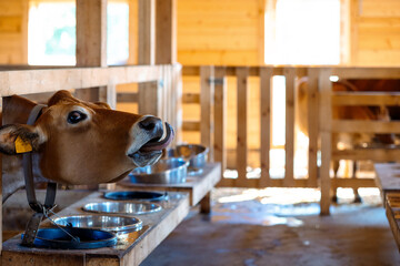 Close-up portrait of funny cow stuck out his tongue. Dairy eco farm. Rural organic nature animals...