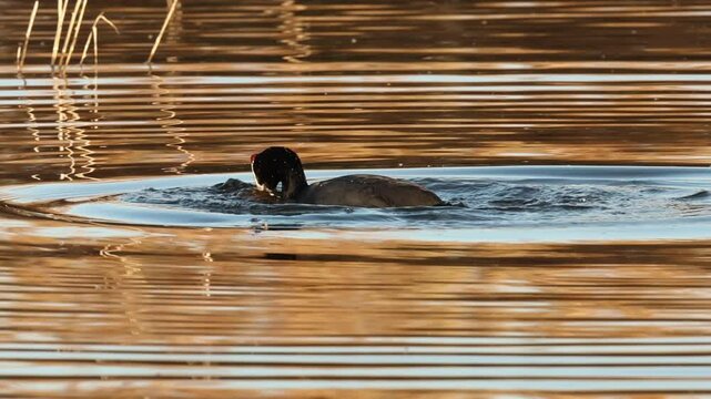 Focha cornuda Fulica cristata se sumerge para coger alimento en el parque natural El Hondo, Espa&ntilde;a