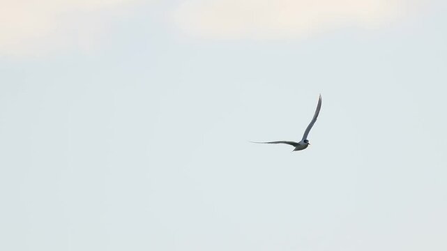Charr&aacute;n com&uacute;n Sterna hirundo volando en la zona protegida de la playa Agua Amarga en Alicante, Espa&ntilde;a