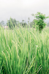 rice plants before harvest
