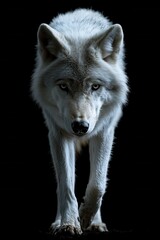 Obraz premium A wolf walking forward with an intense gaze against a dark background. A detailed image capturing the power, confidence, and wild spirit of this predator