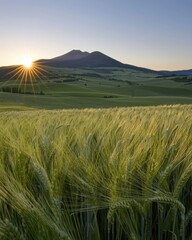 Fototapeta premium Serene Sunrise over Rolling Hills and Barley Field Majestic Mountain View