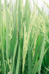 rice plants before harvest
