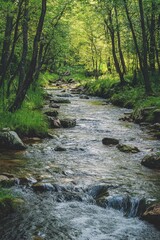 Obraz premium A serene, natural stream flowing through a lush forest. The perfect escape from the hustle of city life.