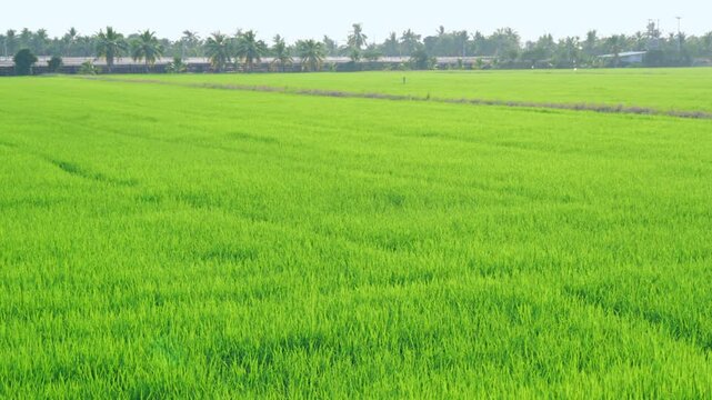 Panning from the left to the right, showing the whole expanse of a rice field in a countryside in Southeast Asia.