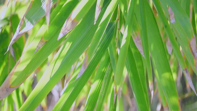 Bamboo, Pleioblastus gramineus moving gently as the wind blows through each blade.