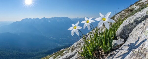 Alpine flowers bloom on rocky mountain peak, scenic valley backdrop. Nature photography