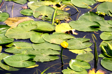 Beautiful water lily flowers with flat green leaves in a quiet river backwater in a bright sunny day