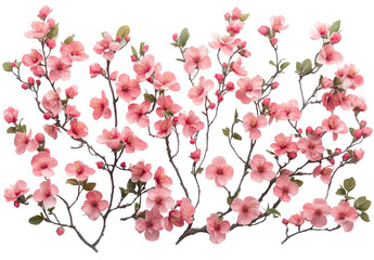 Beautiful pink cherry blossom or peach tree branch isolated on white background