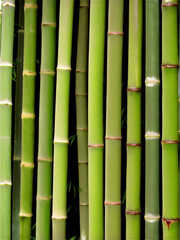 Obraz premium Bamboo (Bambusa spp.) Known for its fast growth and ability to create dense screens or hedges, bamboo is often used