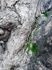 Texture background and abstract pattern of pine bark covered with green moss. Natural green texture and pattern background.