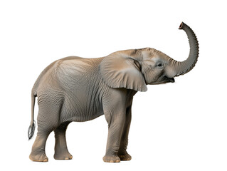Obraz premium African elephant with raised trunk on transparent background.