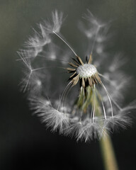 Dandelion seeds