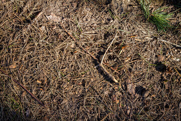 Natural pine forest ground with some leaves, twigs and seeds. Forest soil texture background
