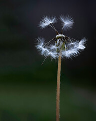 Dandelion seeds