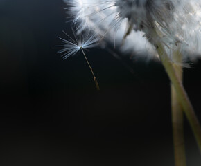 Dandelion seeds