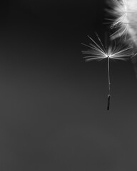 Dandelion seeds