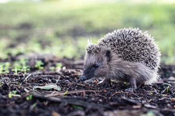 Close-up of Erinaceus europaeus walking on forest soil. The natural scene highlights the hedgehog in its outdoor habitat with a blurred earthy background.