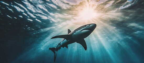 Shark Swimming Towards The Sun