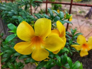 Allamanda cathartica - yellow allamanda flower or allamanda or golden trumpet flower
