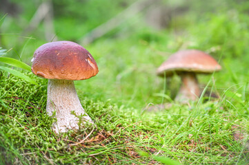 Pair of boletus mushrooms stand on lush green moss next to tiny purple flowers, surrounded by a serene forest ambiance and dimly lit by the setting sun.