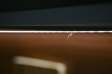 A blood-soaked mosquito suspended against a blurred background, portraying quiet solitude and...