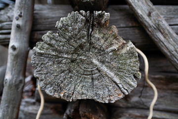 Ancient Timber Beam Showing Tree Rings