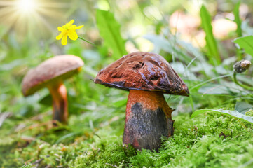 A pair Sutorius luridiformis mushrooms stand tall amidst lush greenery, beside a delicate yellow flower in a sunlit forest, evoking a sense of natural wonder.