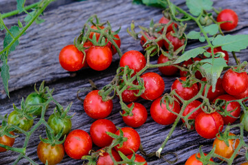 Fresh organic home garden tomato harvest on wood background