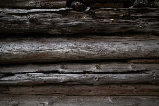 Texture di tronchi antichi