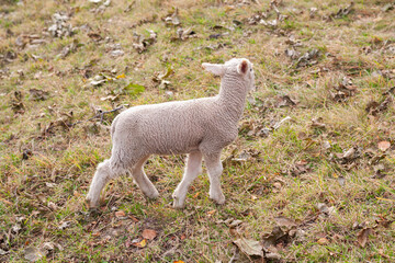 Lamb Grazing in the Meadow