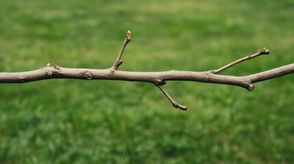 A close-up of a bare twig with small buds against a blurred green grass background
