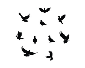 Black pigeon flying silhouette