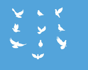 Blue sky and white pigeon silhouette