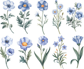 Set of anemone watercolor flower. Blue anemones flower isolated on a white background.