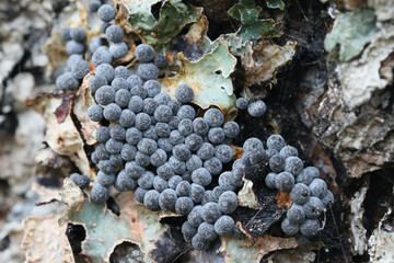Badhamia macrocarpa, a slime mold from Finland, no common English name