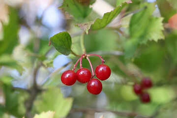 Red berries of guelder rose, Viburnum opulus, commonly also known as water elder, cramp bark, snowball tree or common snowball, wild plant from Finland