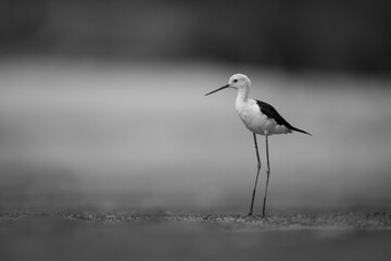 Mono black-winged stilt on mudflat watching camera
