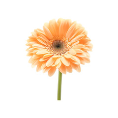 Peach Gerbera Daisy on Black Background,