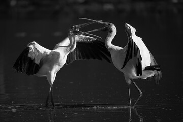 Mono two yellow-billed storks squabbling in pond