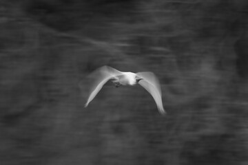 Mono slow pan of spoonbill passing trees