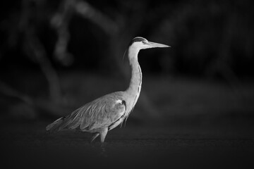 Mono grey heron in pool at dawn