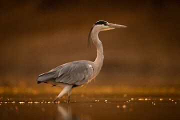 Grey heron stands in profile at sunset