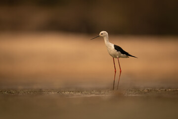 Black-winged stilt stands watching camera on mudflat