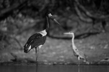 Mono saddle-billed stork in pond near heron