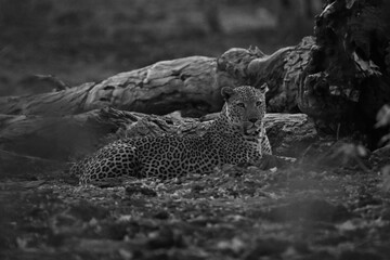 Mono male leopard by log watching camera