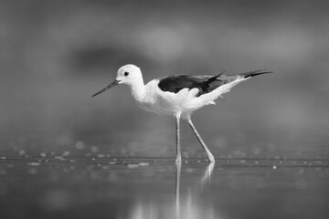 Mono black-winged stilt crosses mudflat in pond