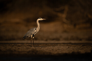 Grey heron stands in profile beside pond