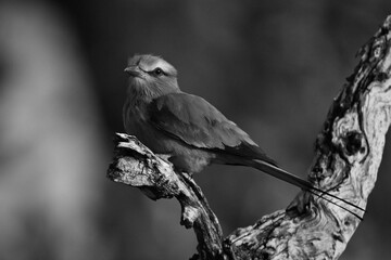 Mono lilac-breasted roller on branch watches camera
