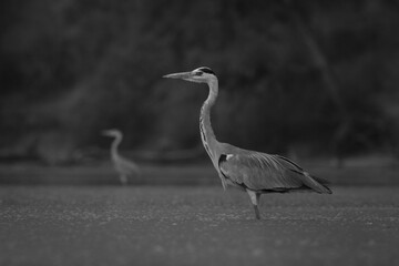 Mono two grey herons in still pond